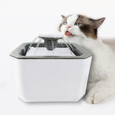 Filtered Pet Water Fountain Dispenser